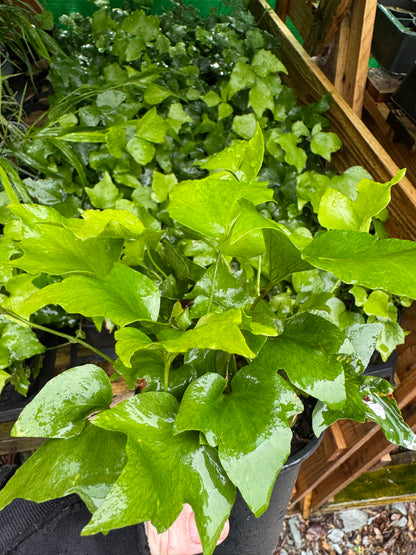Cyrtomium fortunei