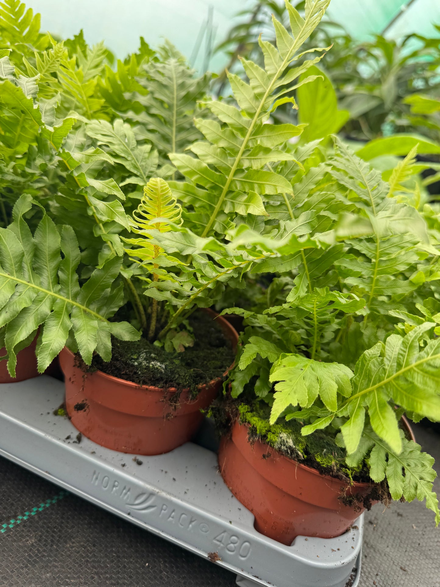Blechnum gibbum ‘Silver Lady’