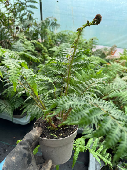Small Cyathea cooperi – Tree fern