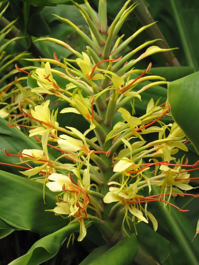 Hedychium gardnerianum