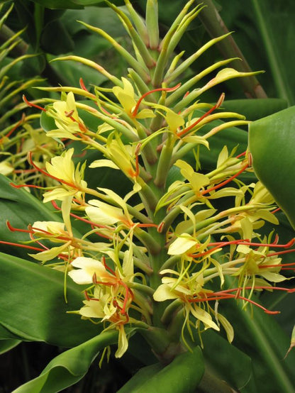 Hedychium gardnerianum