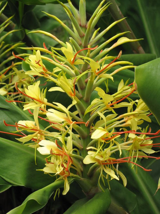 Hedychium gardnerianum