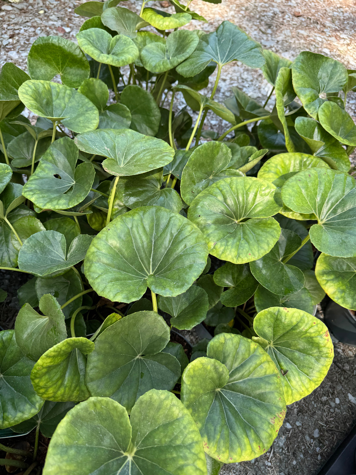Farfugium japonicum ‘Gigantea’