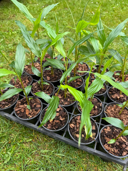 Hedychium densiflorum ‘Assam orange’ 9cm pot
