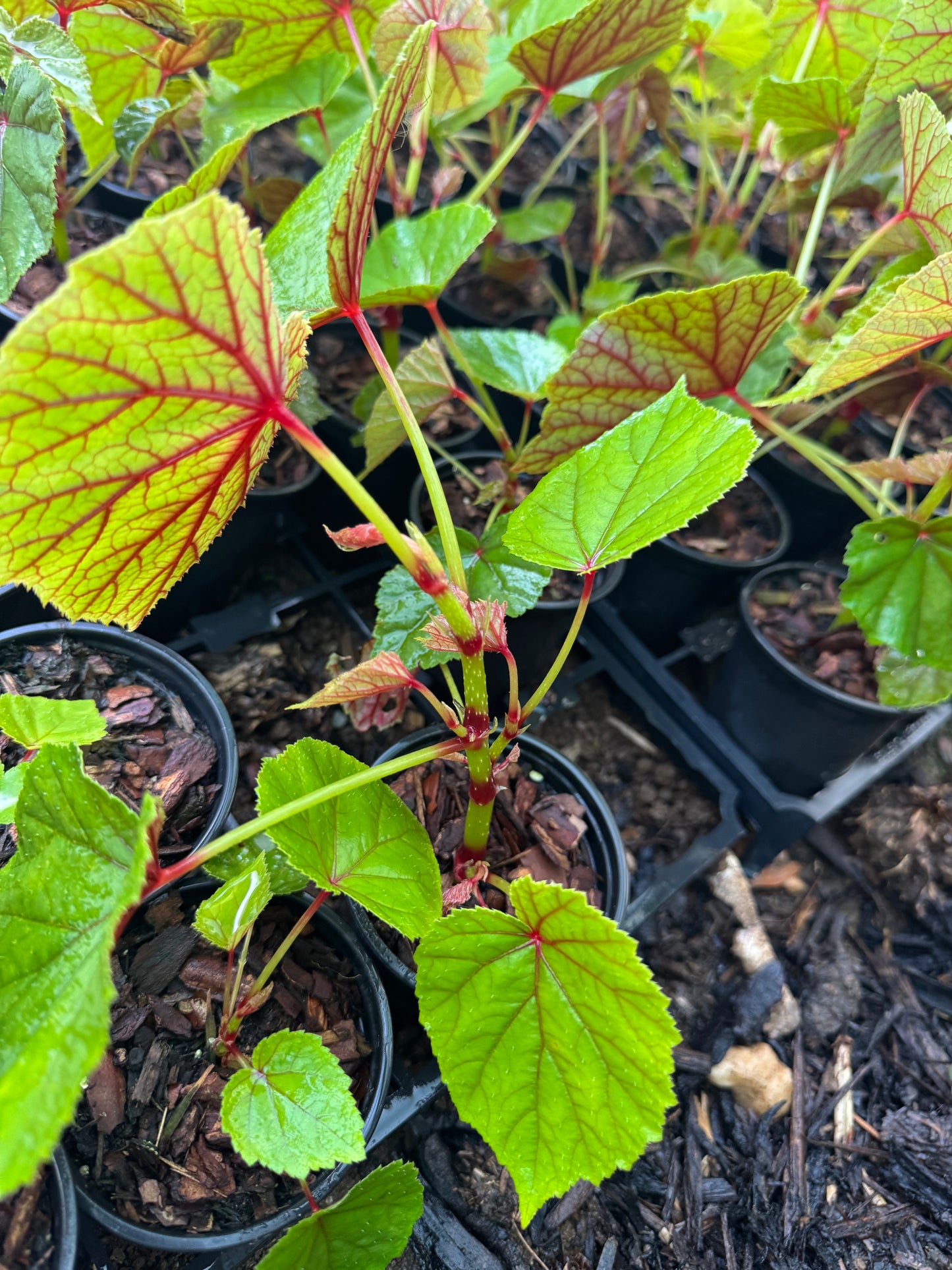 Begonia grandis Subs. Evansiana Alba