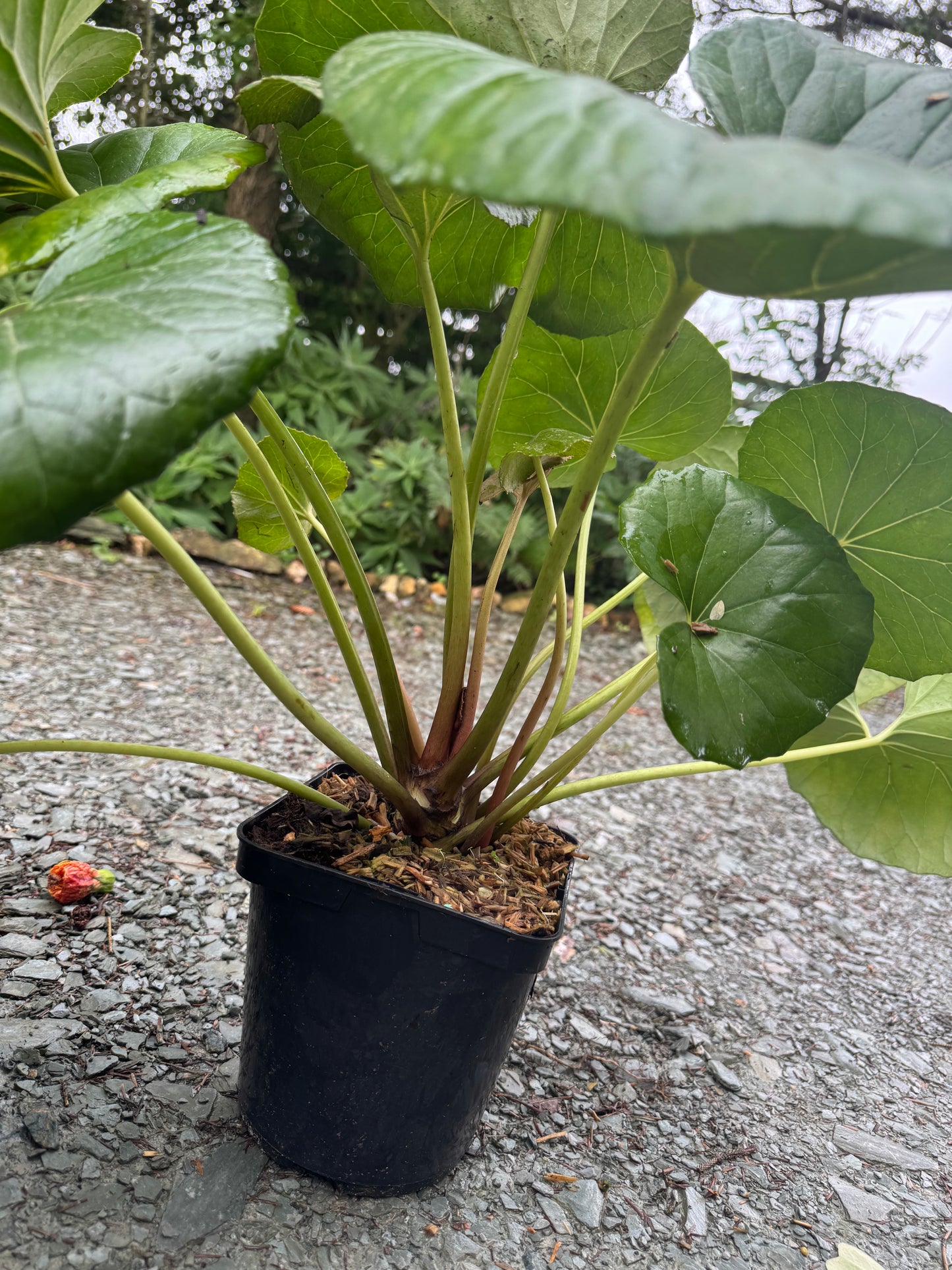 Farfugium japonicum ‘Gigantea’