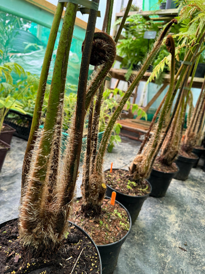 Cyathea Orange Giant