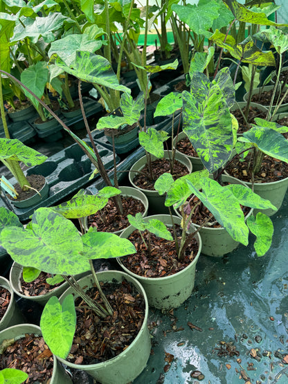 Colocasia esculenta 'Mojito'