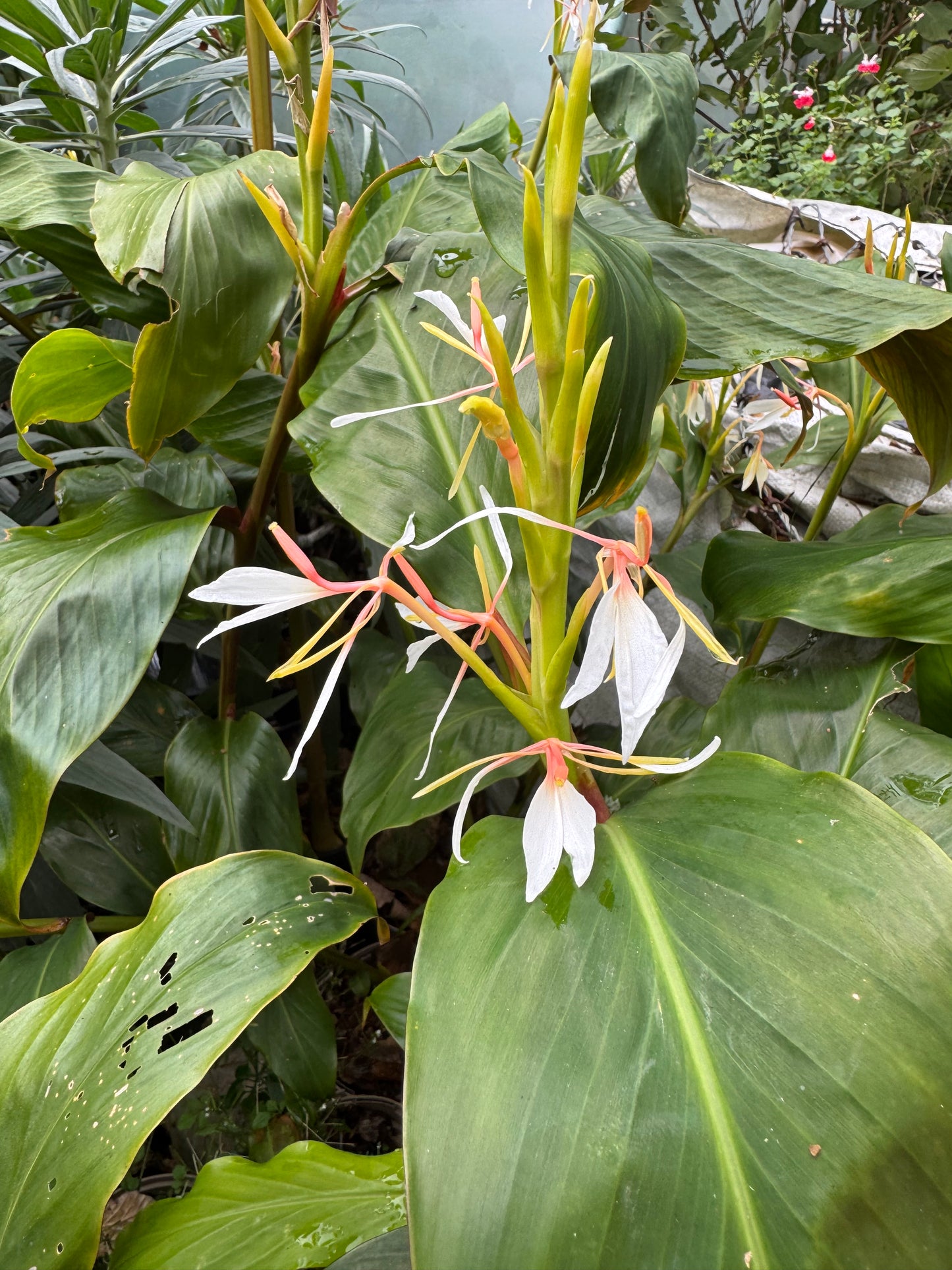 Hedychium ‘Mini White’ – Rare Dwarf Hardy Ginger