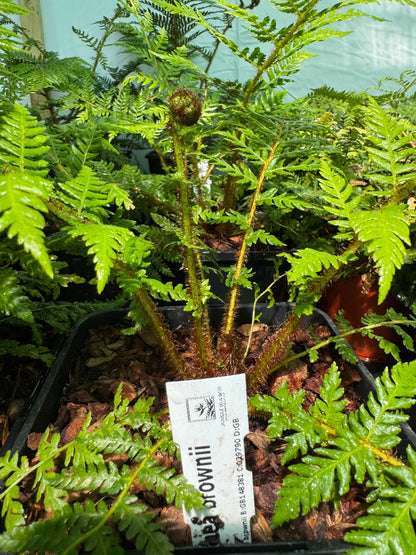 Cyathea brownii medium