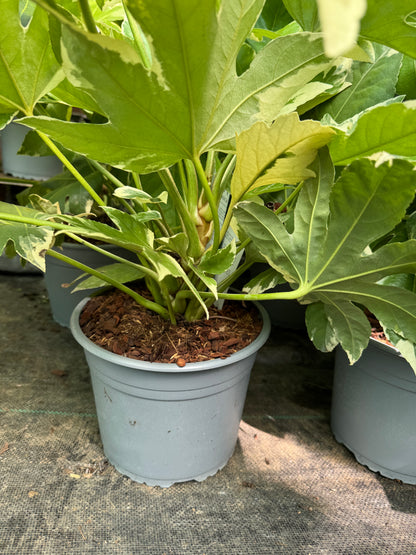Fatsia japonica 'Variegata' large