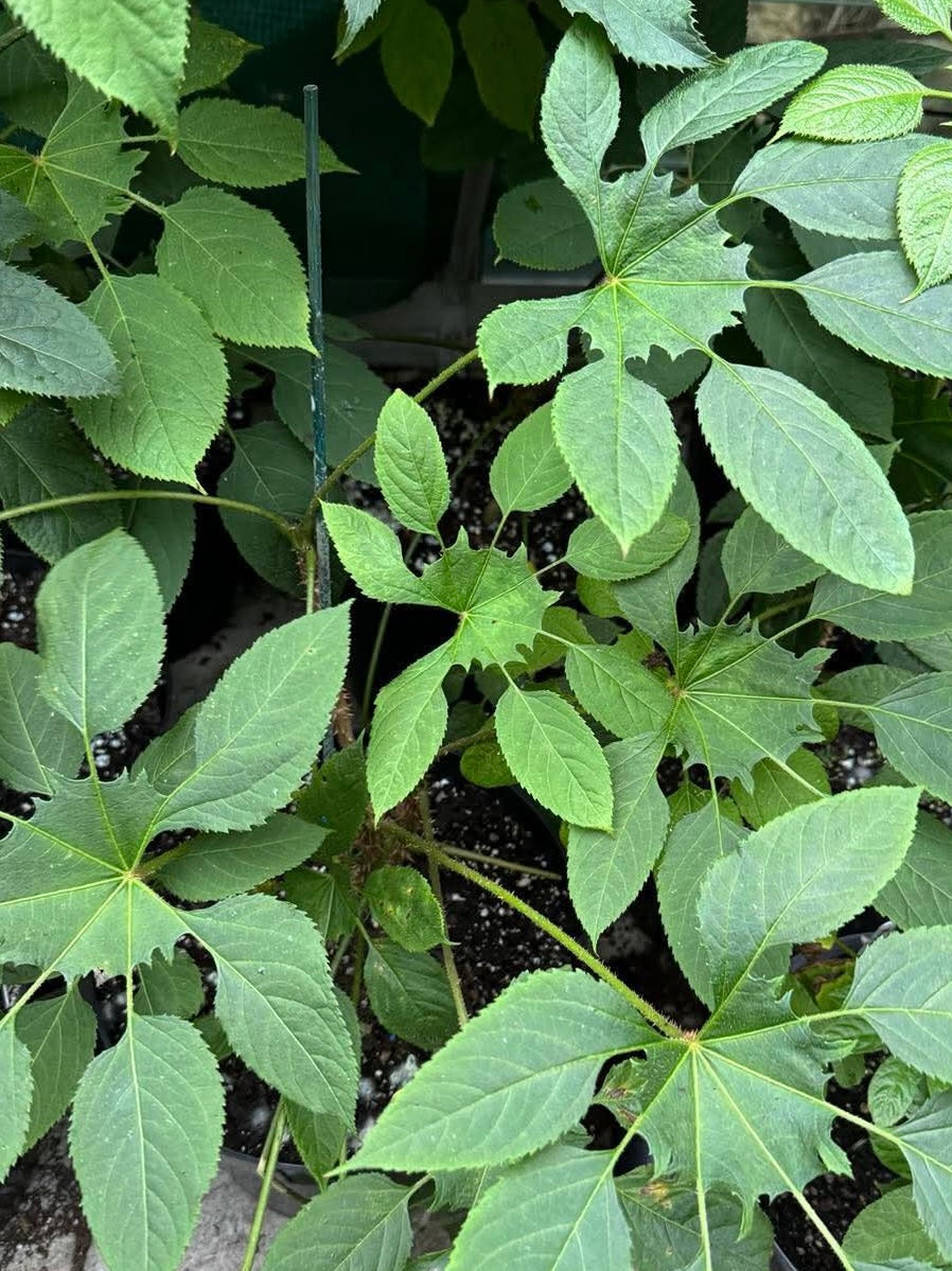 Brassaiopsis Mitis preorder