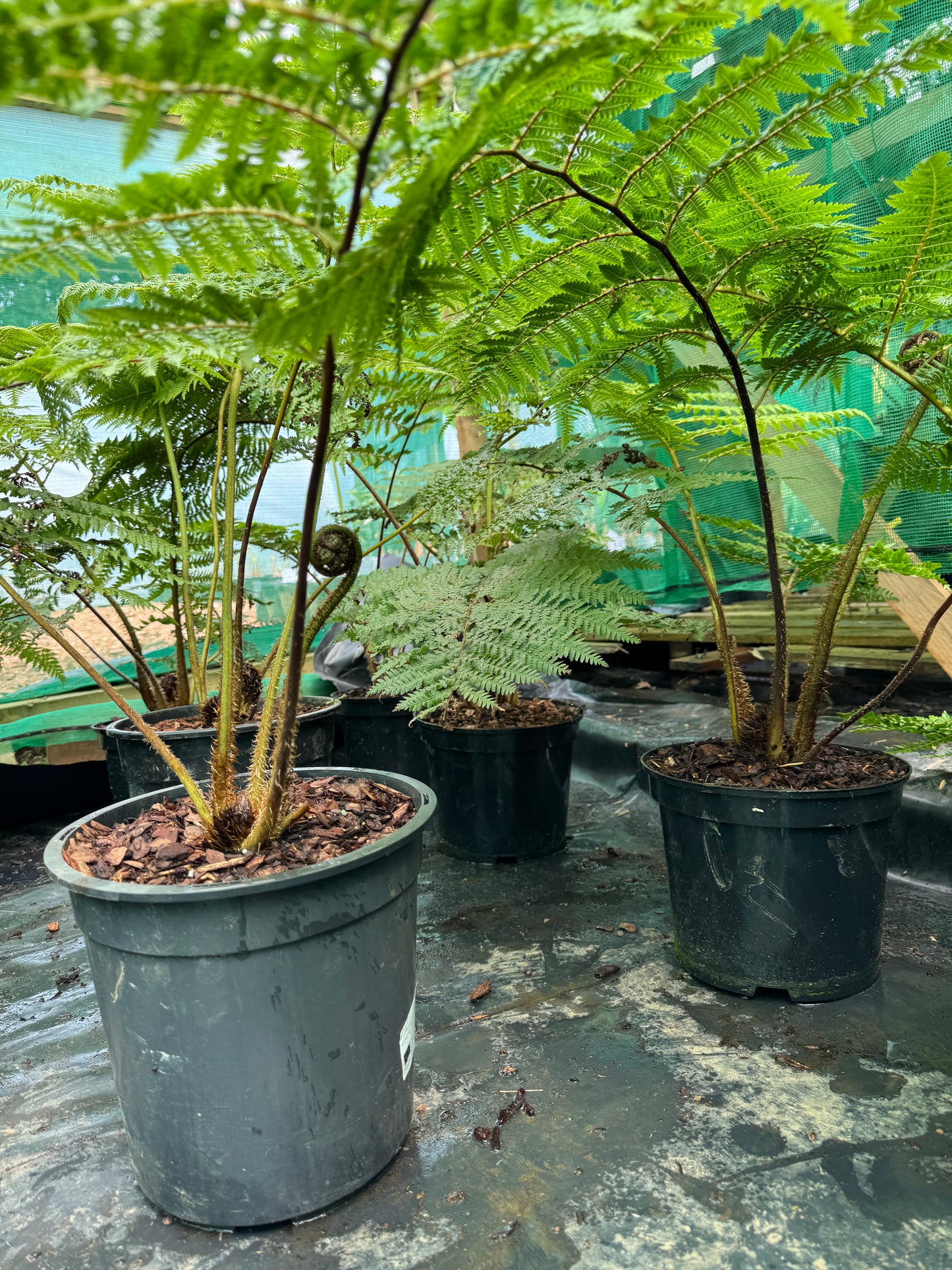 Cyathea medullaris large