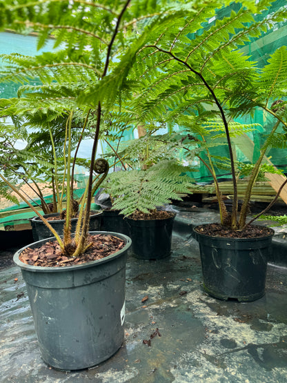 Cyathea medullaris large