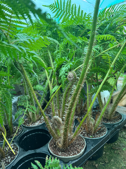 Cyathea brownii medium