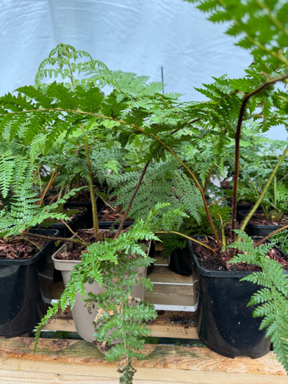 Cyathea medullaris medium