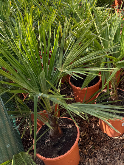 Trachycarpus fortunei