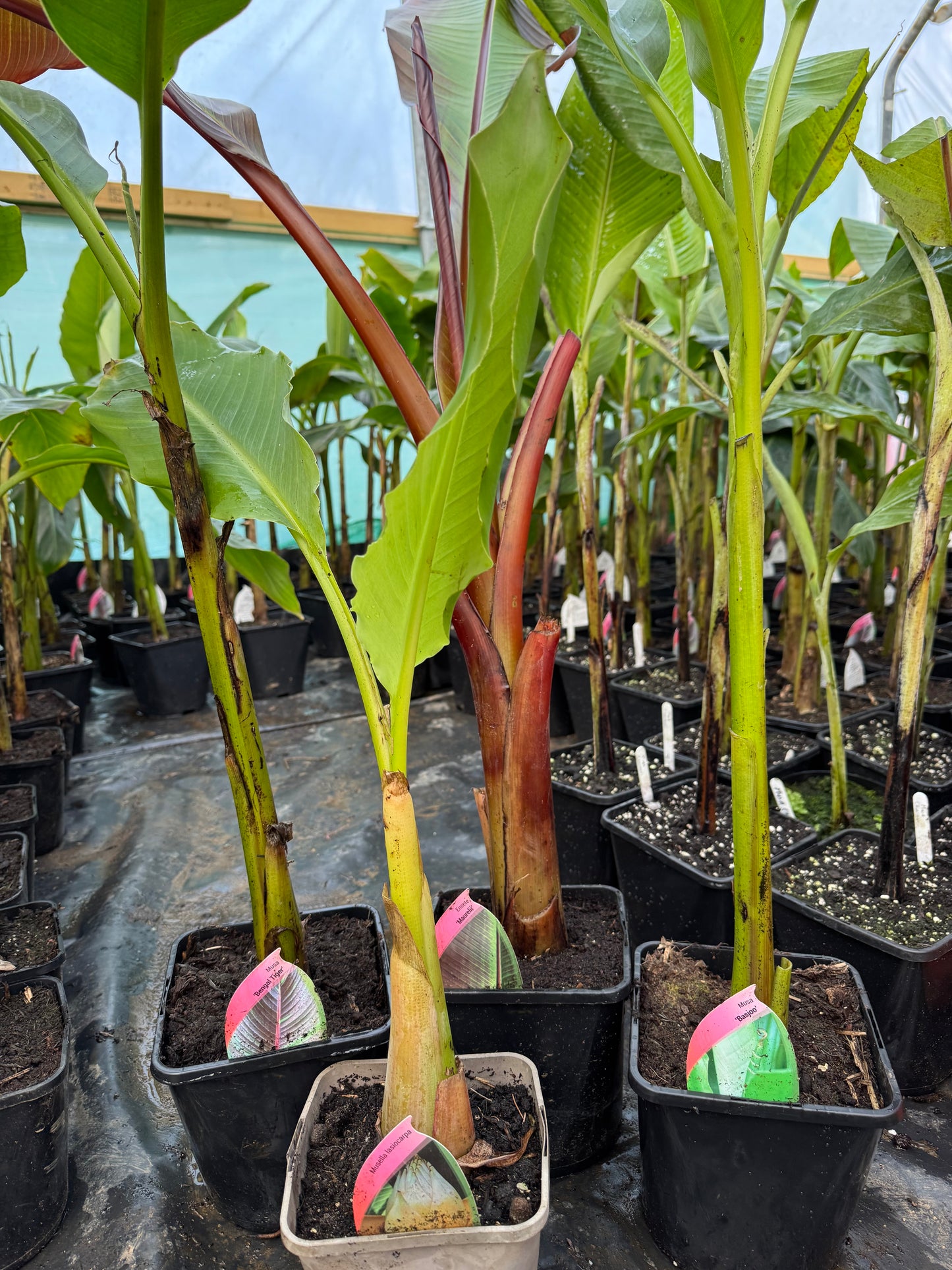Exclusive Bare-Root Banana Bundle – Save £41.50!