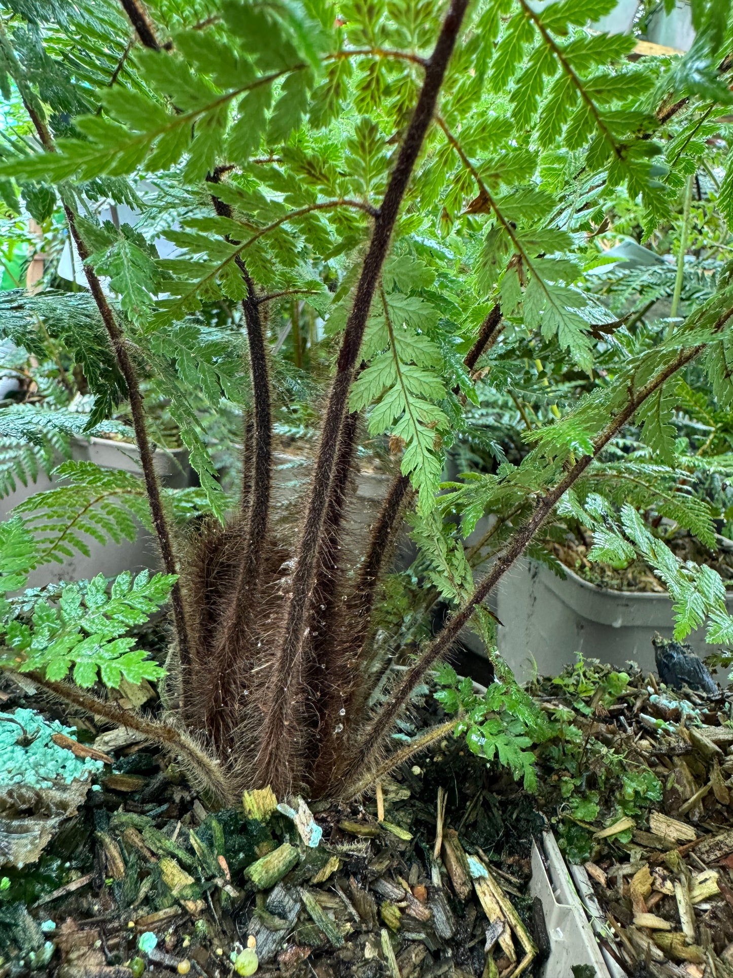 Dicksonia squarrosa