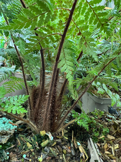 Dicksonia squarrosa