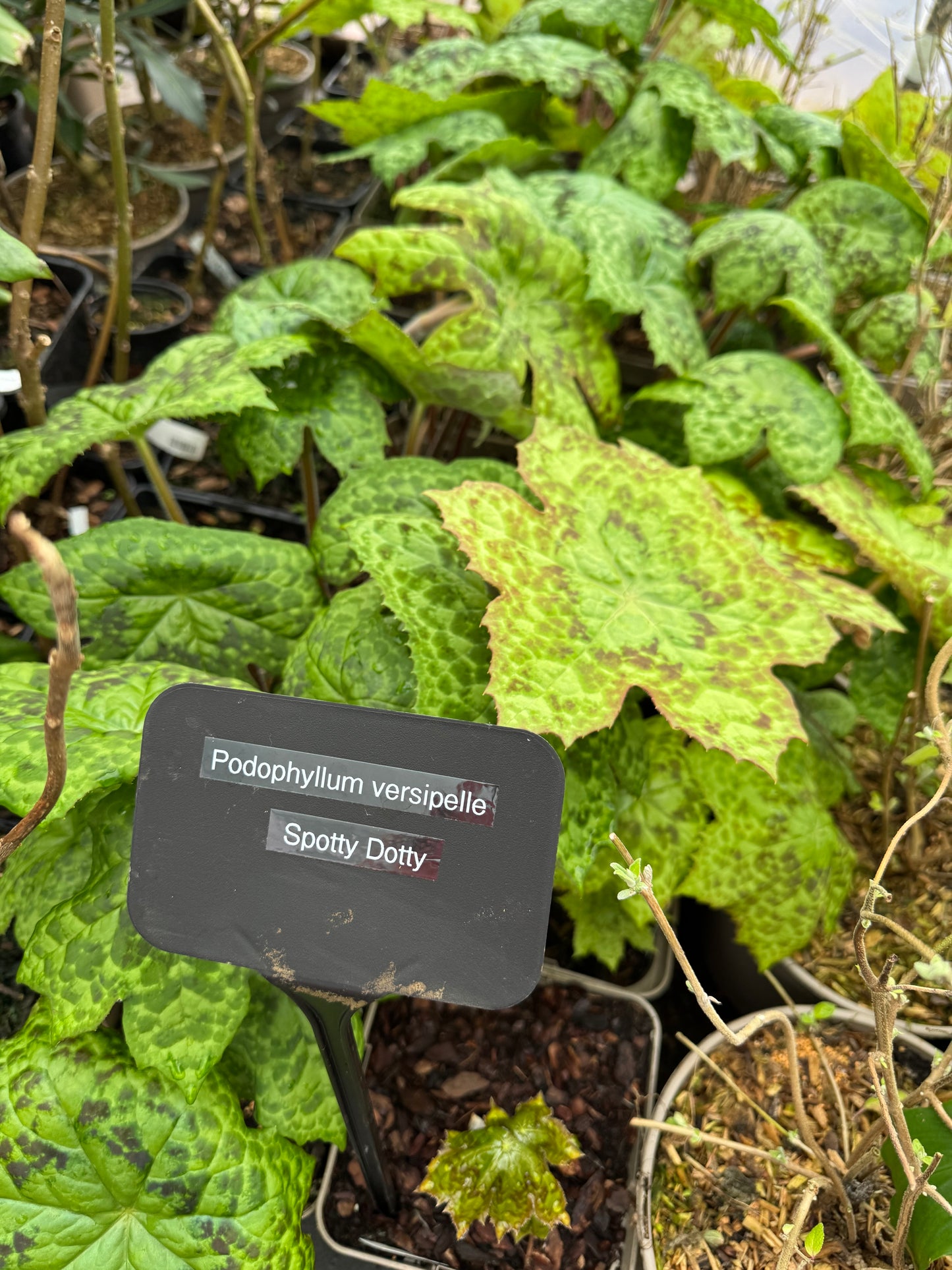 Podophyllum ‘Spotty Dotty’