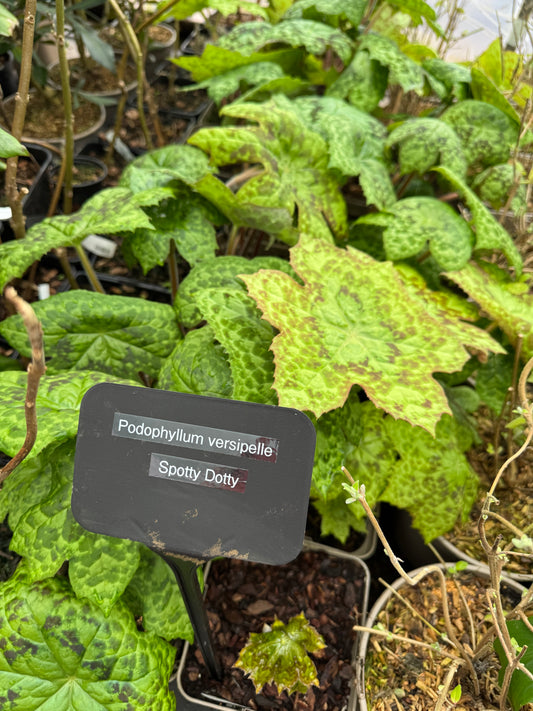 Podophyllum ‘Spotty Dotty’