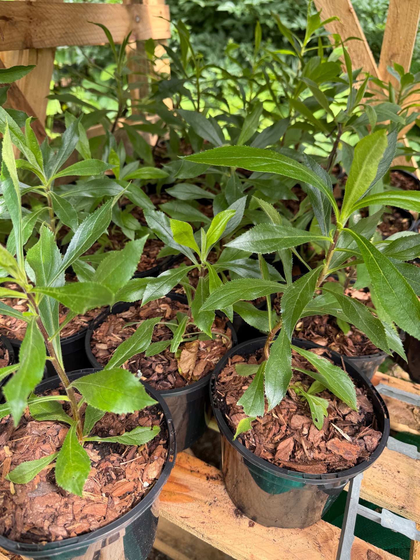 Isoplexis Canariensis medium