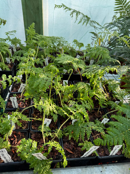 Cyathea medullaris 9cm pot