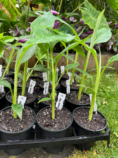 Musa itinerans 'Pink' – Yunnan Banana (9cm Pot)