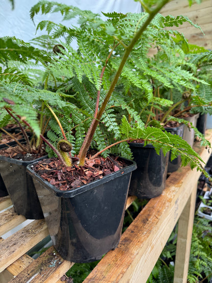 Cyathea medullaris medium