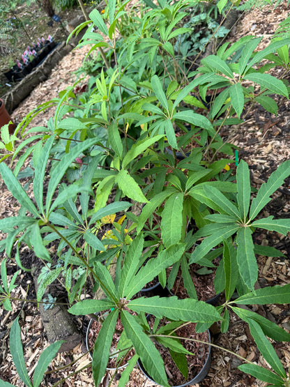 Schefflera Rhododendrifolia