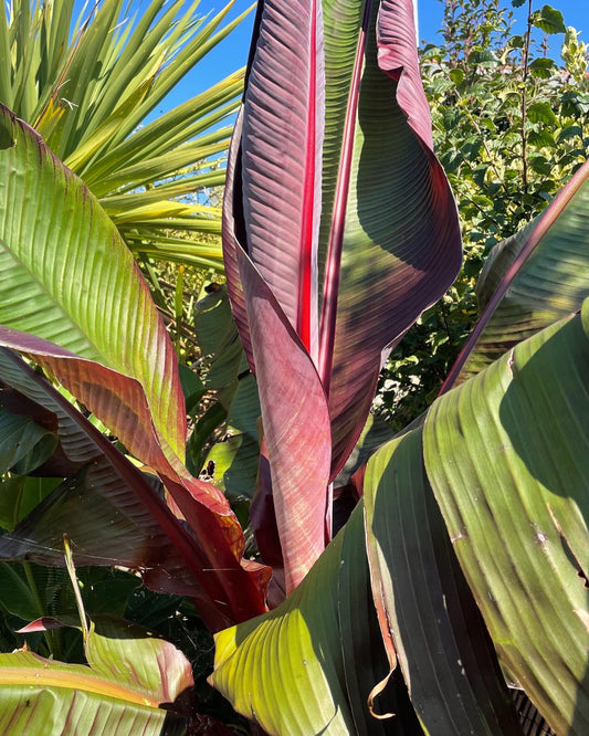 9cm pot Ensete ventricosum 'Maurelii'