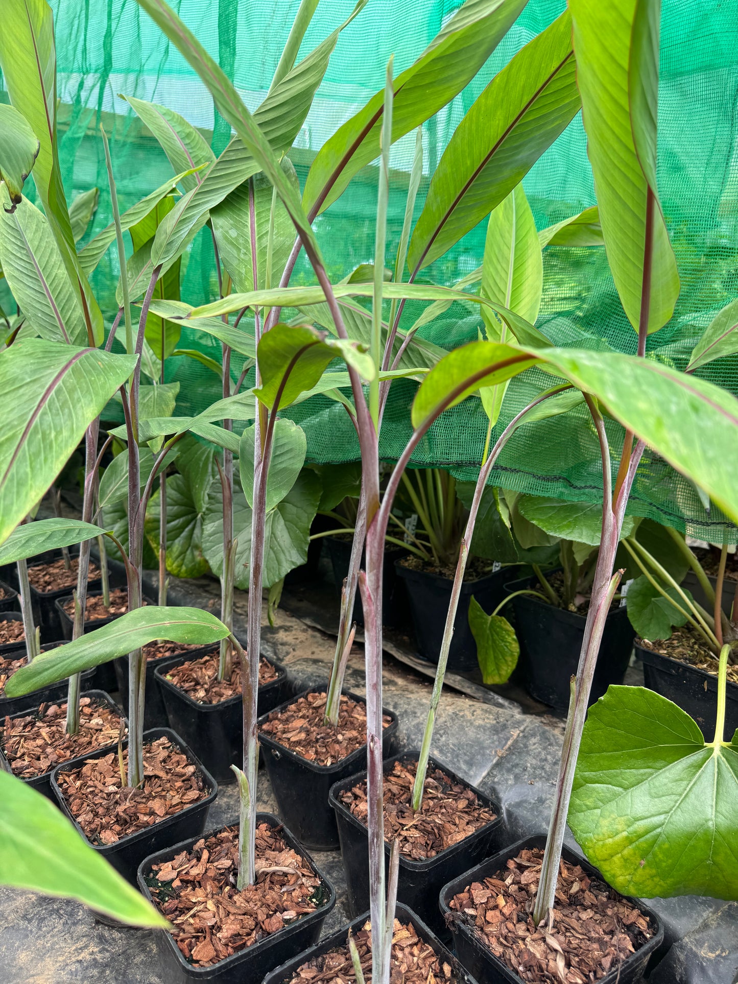 Musa nagensium