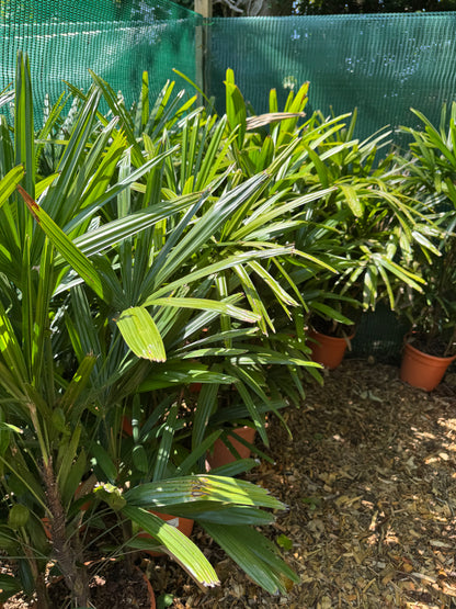 Rhapis excelsa (Lady Palm)