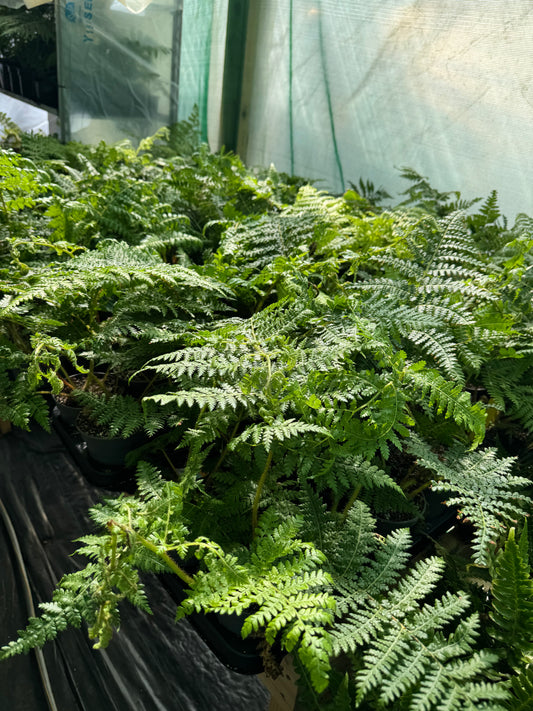Cyathea medullaris 12cm pot