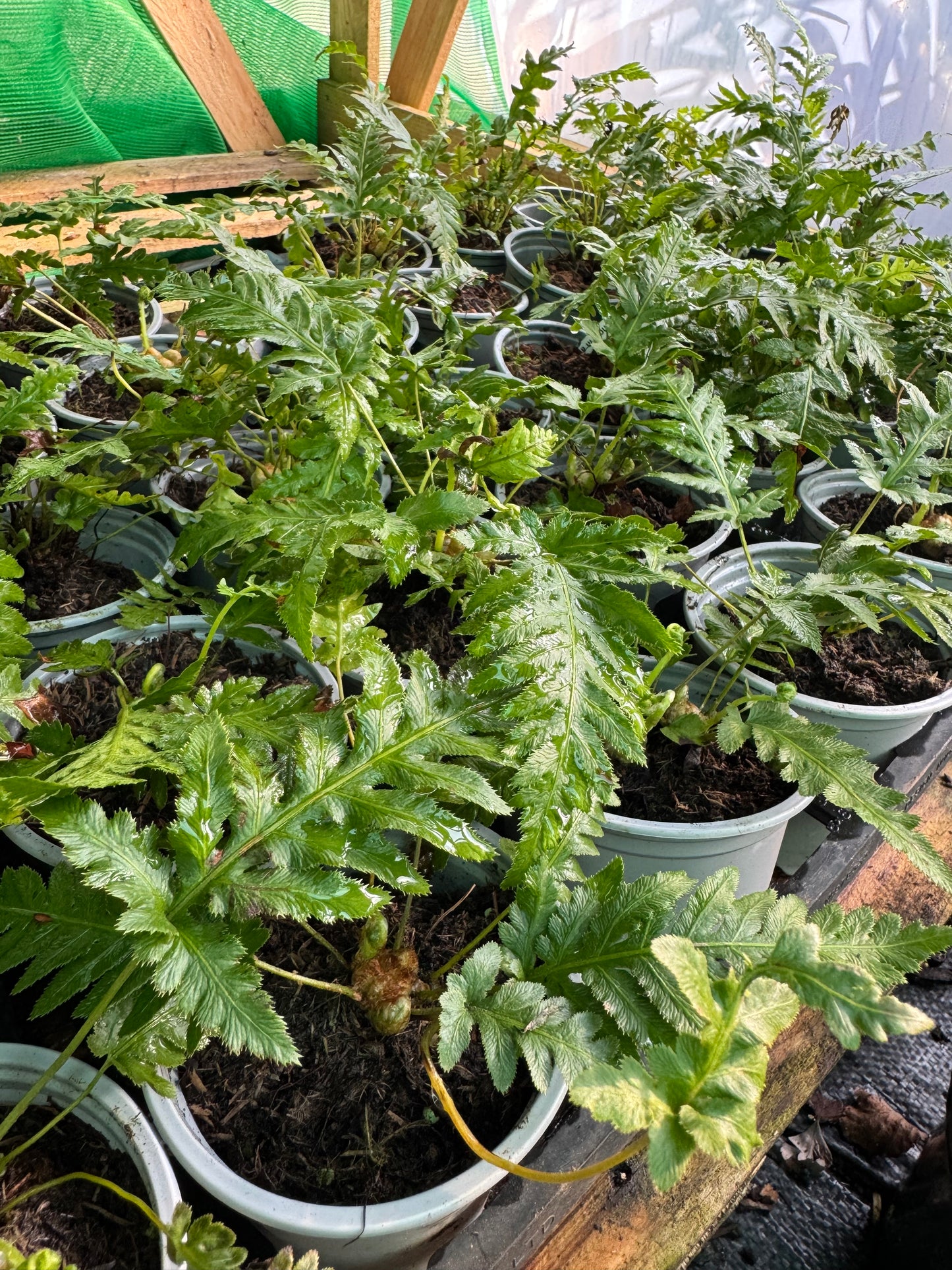 Woodwardia fimbriata 9cm pot