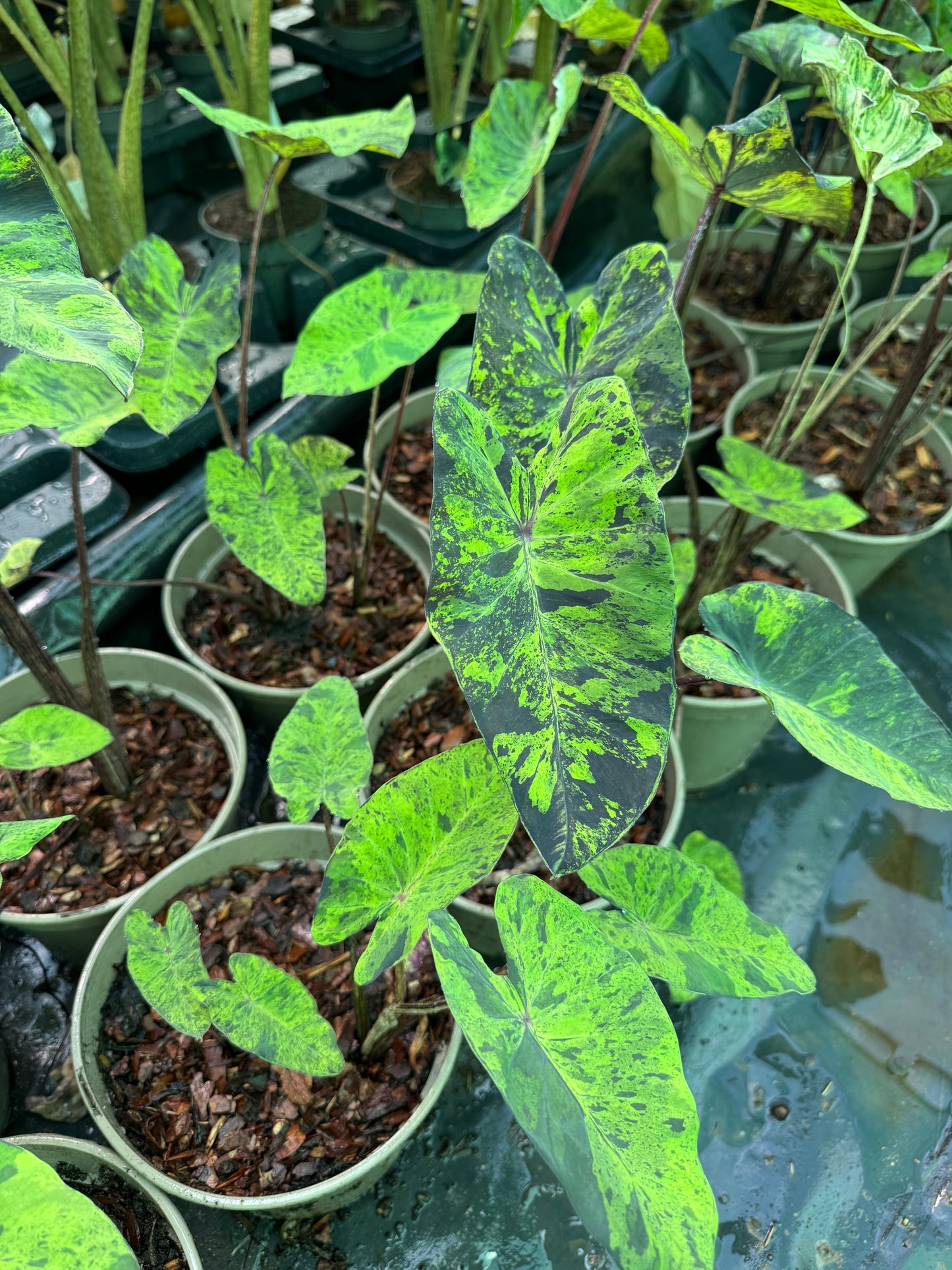 Colocasia esculenta 'Mojito'