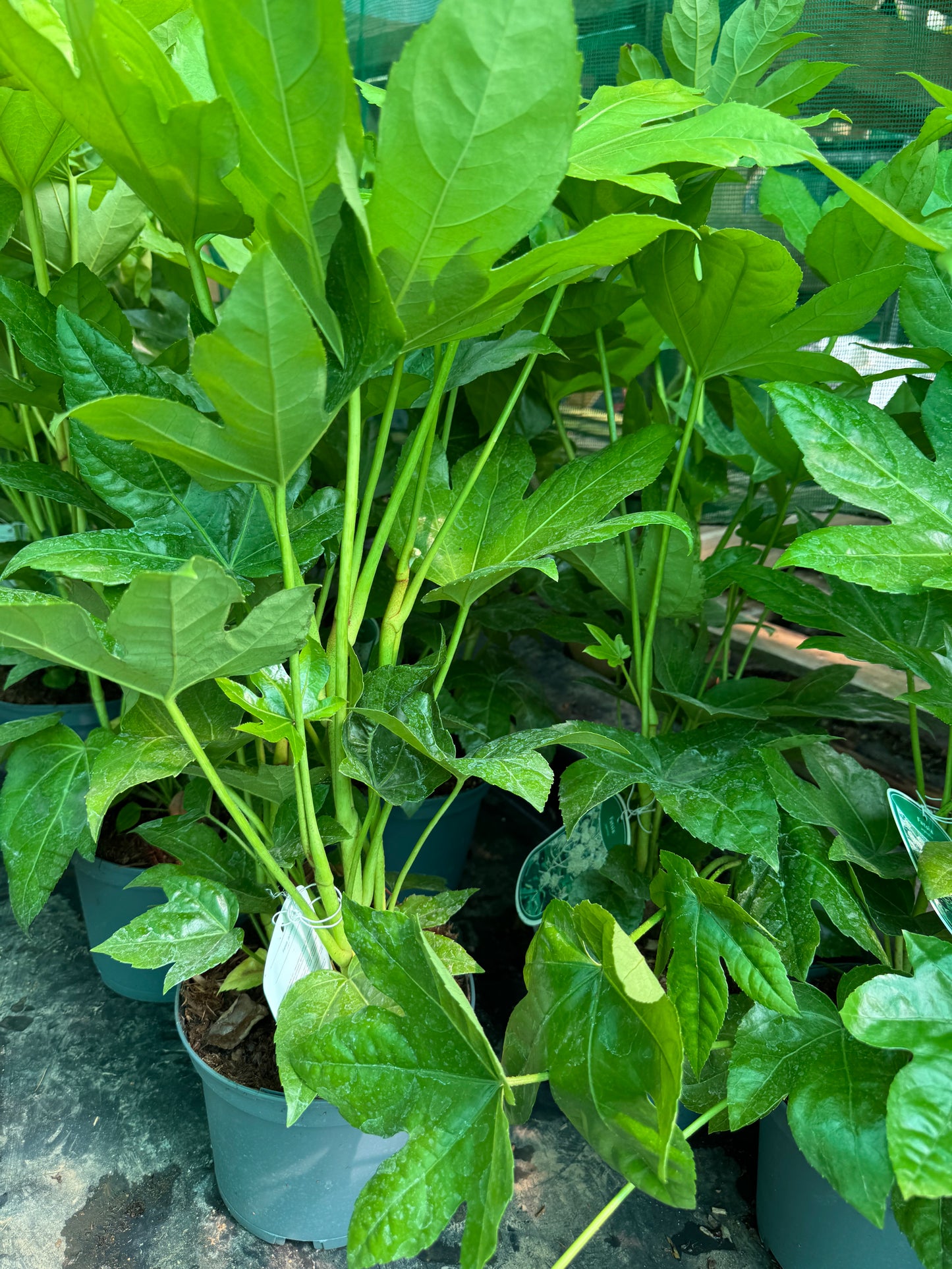 Fatsia Japonica large