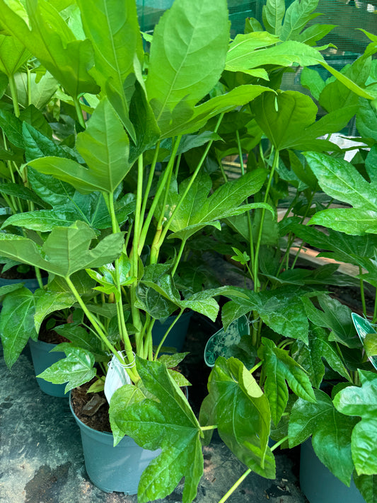 Fatsia Japonica large