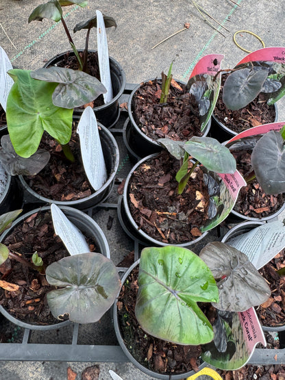 Colocasia "Black Coral"