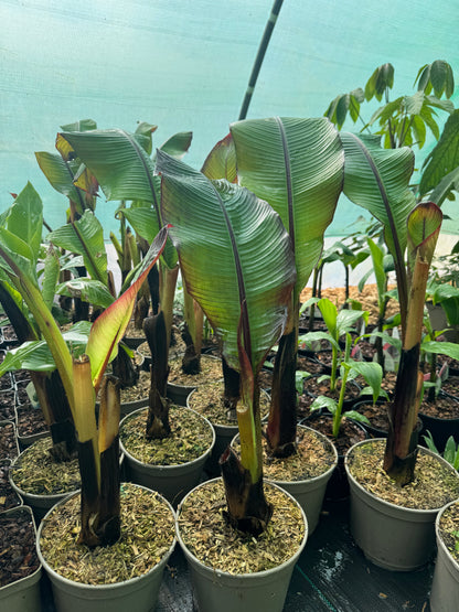Ensete ventricosum maurelii (Large)