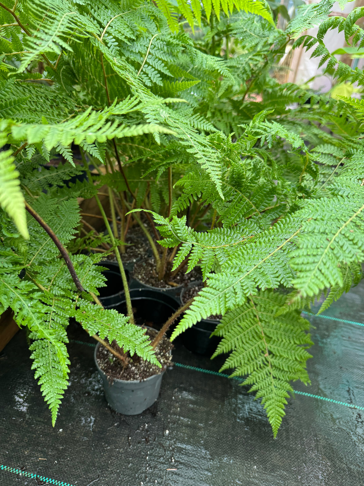 Cyathea medullaris 12cm pot