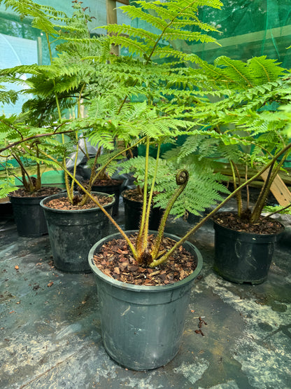 Cyathea medullaris large