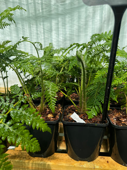 Cyathea Atrox 3 litres