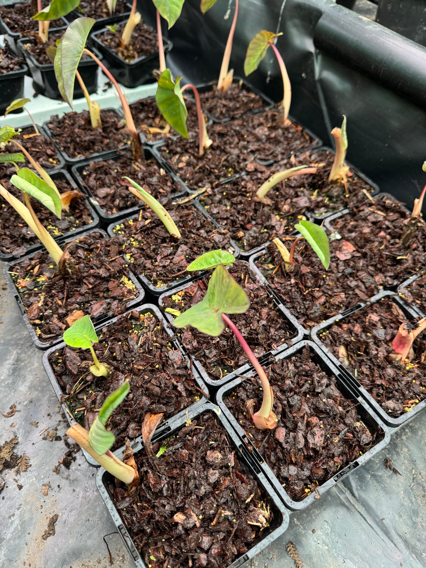 Colocasia Pink China small