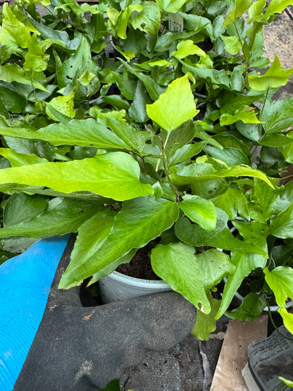 Cyrtomium devexiscapulae