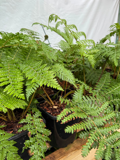 Cyathea medullaris medium