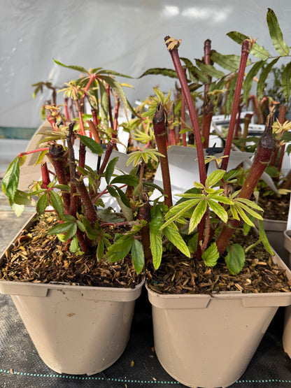 Begonia luxurians