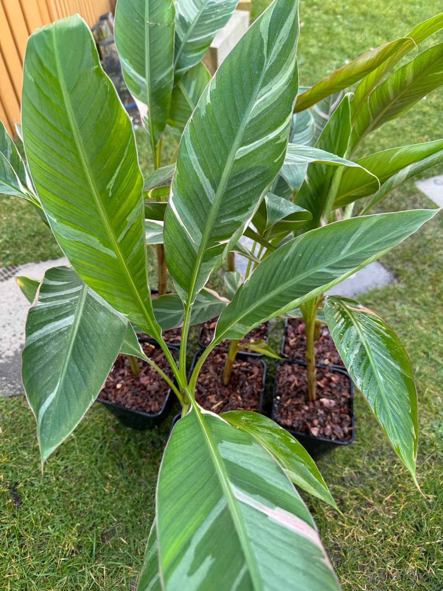 Musa Nono