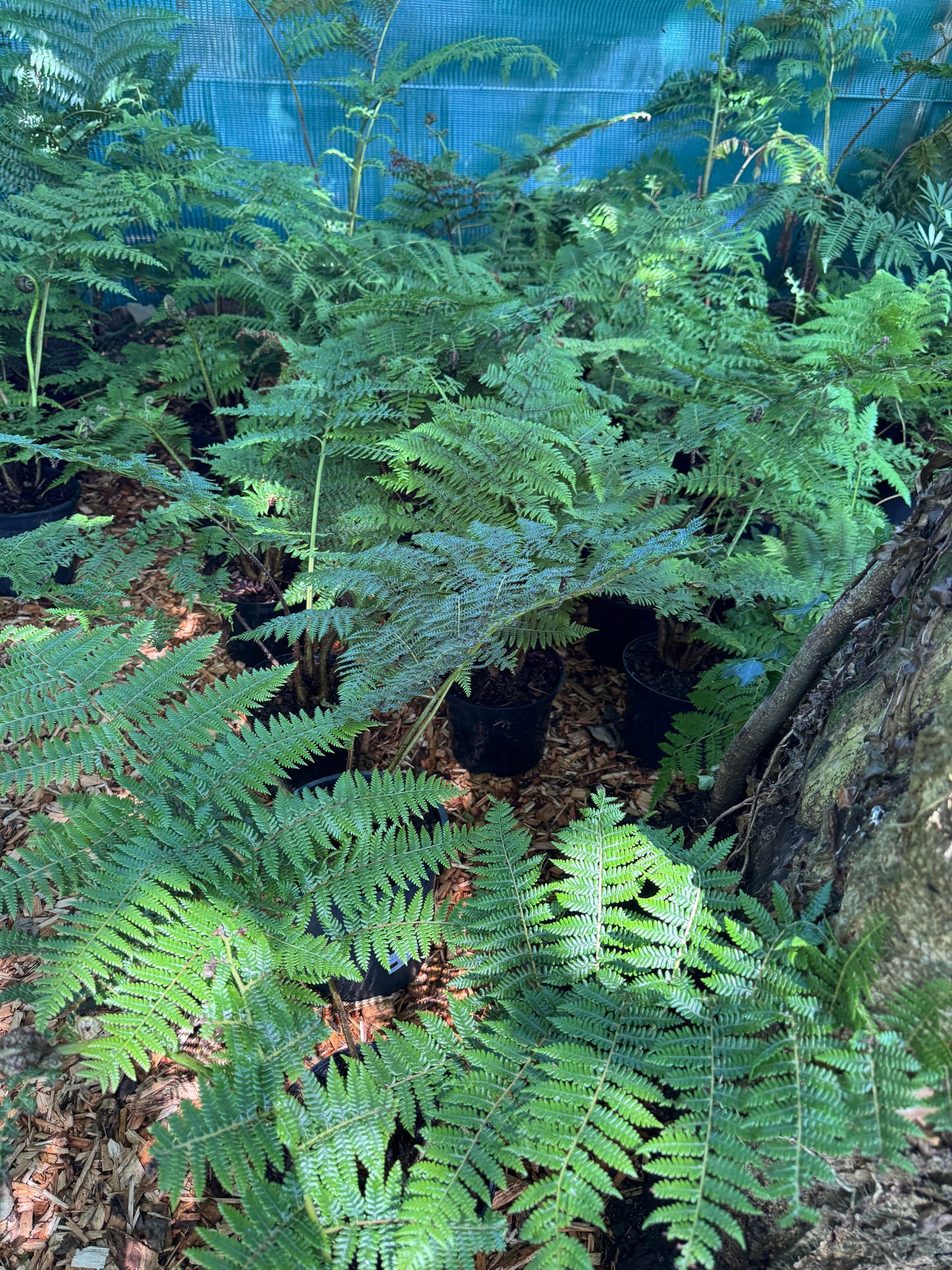 Cyathea medullaris large